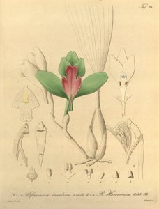 Bifrenaria inodora + harrisoniae de Heinrich Gustav Reichenbach