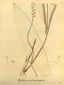 Ilustración de Pholidota camelostalix de Heinrich Gustav Reichenbach