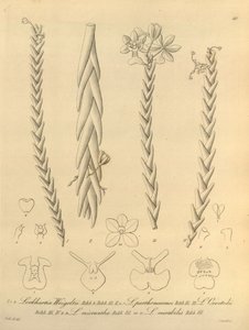 Lockhartia - Xenia vol 1 (1858) fig 40 de Heinrich Gustav Reichenbach