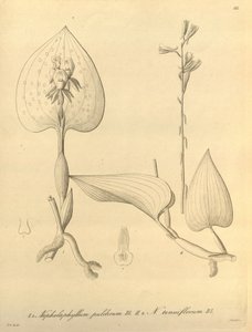 Este archivo procede de la Biodiversity Heritage Library, y está disponible en línea en biodiversitylibrary.org/page/696488 de Heinrich Gustav Reichenbach