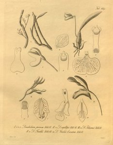 Este archivo procede de la Biodiversity Heritage Library, y está disponible en línea en biodiversitylibrary.org/page/698365 de Heinrich Gustav Reichenbach