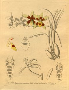 Este archivo procede de la Biodiversity Heritage Library, y está disponible en línea en biodiversitylibrary.org/page/698370 de Heinrich Gustav Reichenbach