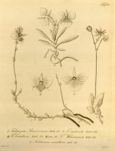 Este archivo procede de la Biodiversity Heritage Library, y está disponible en línea en biodiversitylibrary.org/page/696497 de Heinrich Gustav Reichenbach