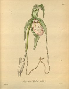 Este archivo procede de la Biodiversity Heritage Library, y está disponible en línea en biodiversitylibrary.org/page/698377 de Heinrich Gustav Reichenbach