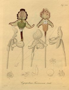 Este archivo procede de la Biodiversity Heritage Library, y está disponible en línea en biodiversitylibrary.org/page/698329 de Heinrich Gustav Reichenbach