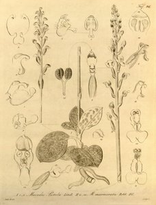 Este archivo procede de la Biodiversity Heritage Library, y está disponible en línea en biodiversitylibrary.org/page/696496 de Heinrich Gustav Reichenbach