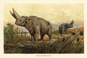 Arsinotherium, género extinto de mamífero paenungulado.,1908 (Imprimir)
