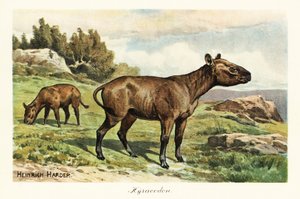 Hyracodon, género extinto de mamífero con forma de poni, Oligoceno. ,1908 (Imprimir) de Heinrich Harder
