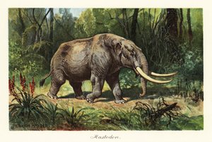 Mastodonte del género extinto Mammuthus.,1908 (Imprimir)