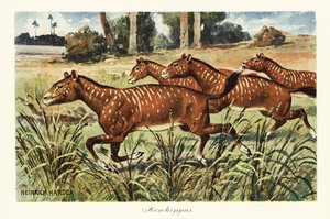 Mesohippus, género extinto de caballo primitivo.,1908 (Imprimir)