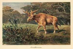 Sivatherium giganteum en un claro de la selva.