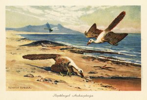 Dos Archeopteryx forrajeando en la orilla. de Heinrich Harder