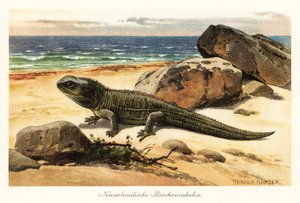 Tuatara vulnerable, Sphenodon punctatus, en la orilla. de Heinrich Harder