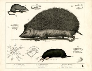 Insectívoros: Erizo, musaraña y topo de Heinrich Leutemann