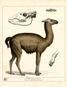  de Heinrich Leutemann