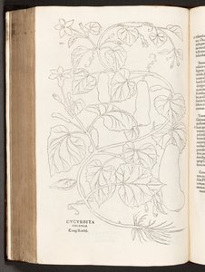 BT3.26.5 p.370 Calabacín, ilustración de De historia stirpium commentarii insignes por Leonhart Fuchs, 1542 de Heinrich and Meyer, Albert Fullmaurer