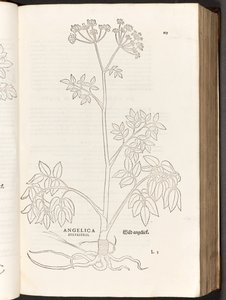 BT3.267.5 p.125 Angélica silvestre, ilustración de De historia stirpium commentarii insignes por Leonhart Fuchs, 1542 de Heinrich and Meyer, Albert Fullmaurer