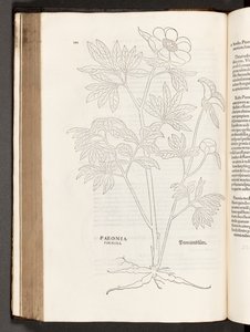 BT3.267.5 p.311 Peonía, ilustración de De historia stirpium commentarii insignes por Leonhart Fuchs, 1542 de Heinrich and Meyer, Albert Fullmaurer