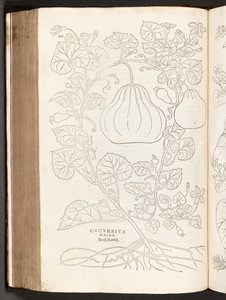 BT3.267.5 p.368 Calabaza, ilustración de De historia stirpium commentarii insignes por Leonhart Fuchs, 1542 de Heinrich and Meyer, Albert Fullmaurer