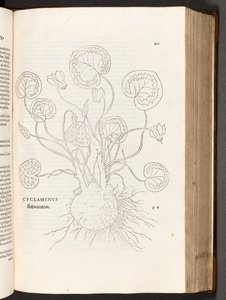 BT3.267.5 p.51 Ciclámen, ilustración de De historia stirpium commentarii insignes por Leonhart Fuchs, 1542 de Heinrich and Meyer, Albert Fullmaurer