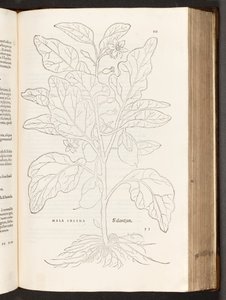 BT3.267.5 p.533 Berenjena, ilustración de De historia stirpium commentarii insignes por Leonhart Fuchs, 1542