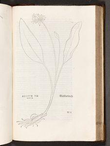 BT3.267.5 p.739 Allium, ilustración de De historia stirpium commentarii insignes por Leonhart Fuchs, 1542 de Heinrich and Meyer, Albert Fullmaurer