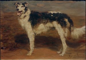 Galgo de Heinrich von Zügel