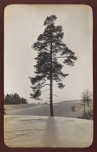 Primera Guerra Mundial: Ucrania en los años 1914-1916 durante la invasión del ejército alemán. Paisaje con nieve de Heldenfriedhof Dsessentniki (attr. to)