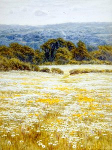 Margaritas de Ojo de Buey, cerca de Westerham, Kent de Helen Allingham