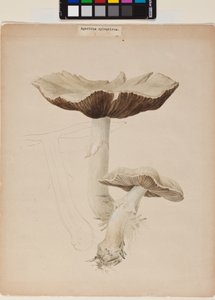 Agaricus Augustus de Helen Beatrix Potter