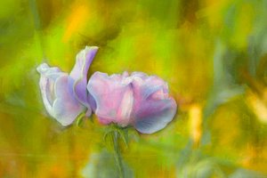 Otoño Sweetpea I, 2018 de Helen White
