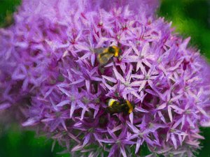 Abejas en los aliums