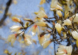 Magnolia de cielo azul, 2019 de Helen White