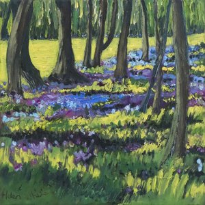 Bosque Bluebell, 2008 de Helen White
