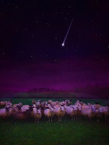 Rebaño de noche, 2019 de Helen White