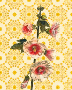 Malvarrosas al sol de Helen White