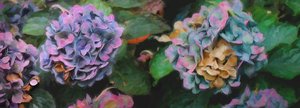 Hortensias, 2018 de Helen White