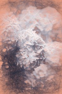 Hortensias Pastel de Helen White