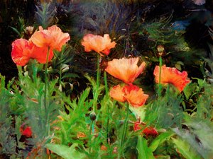 Amapolas melocotón de Helen White