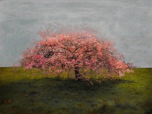Belleza solitaria
