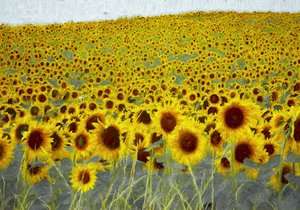 Campo de girasoles, 2019