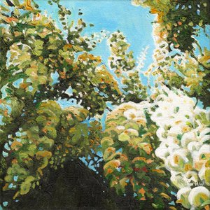 Glicinas blancas, 2012 de Helen White