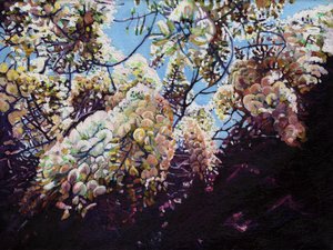 Glicinia blanca, 2012 de Helen White
