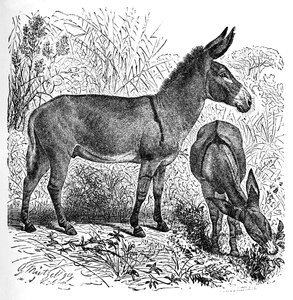 Asno salvaje africano, c1900 de Helena J. Maguire