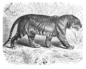 Tigre de Bengala, c. 1900 de Helena J. Maguire
