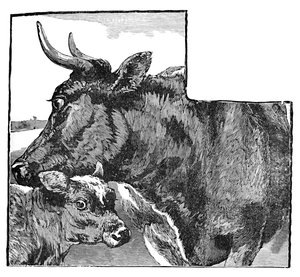 Vaca y ternero, c1900