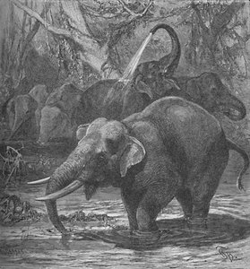 Elefantes indios bañándose, c1900 de Helena J. Maguire