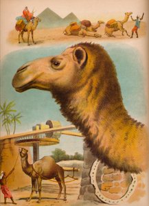 El Camello, c1900 de Helena J. Maguire