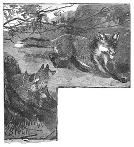 La zorra y sus cachorros, c. 1900