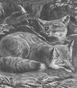 El zorro en casa, c1900 de Helena J. Maguire
